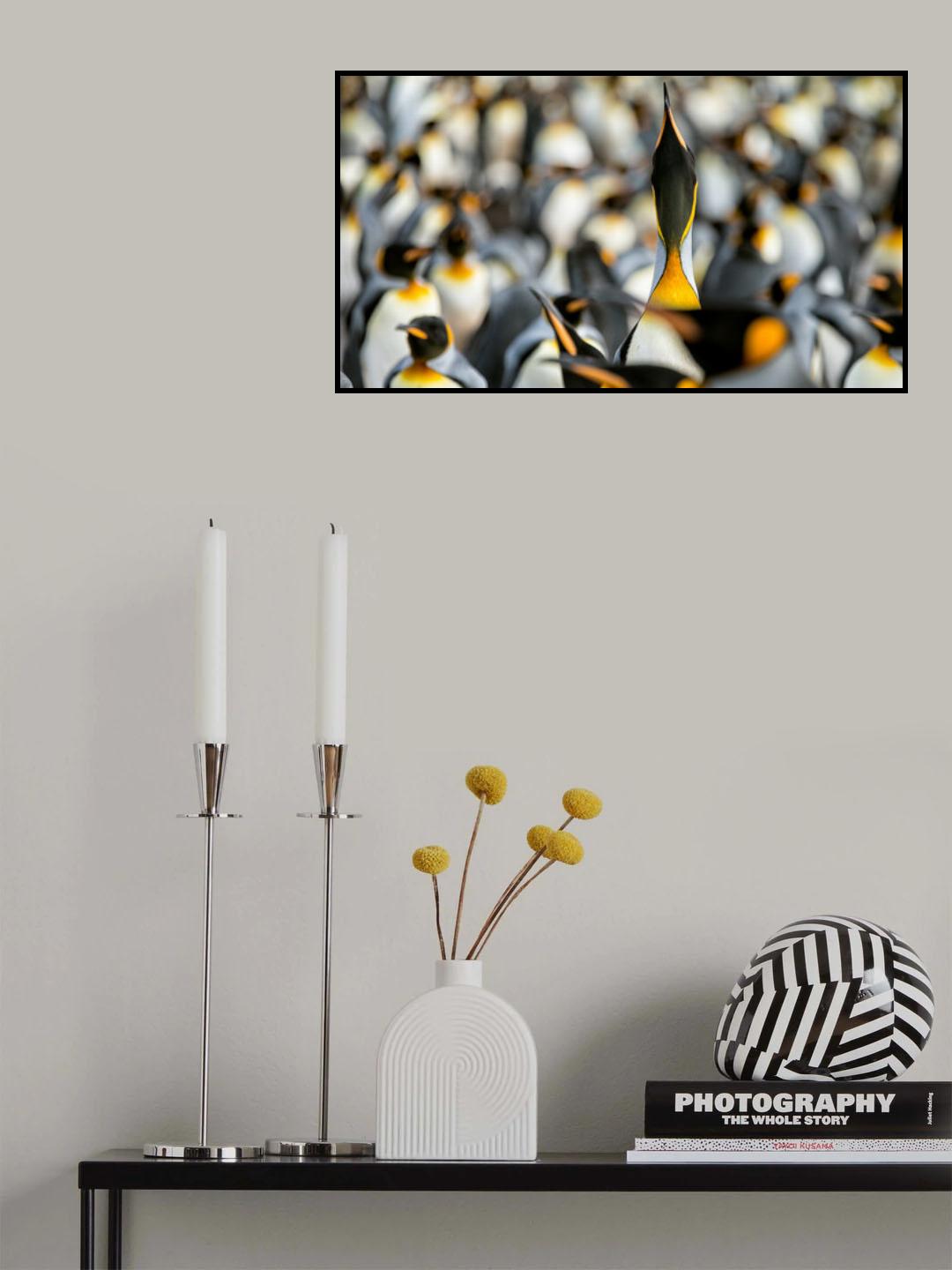 King penguin displaying Poster och Canvastavla