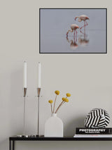 Flamingos Poster och Canvastavla