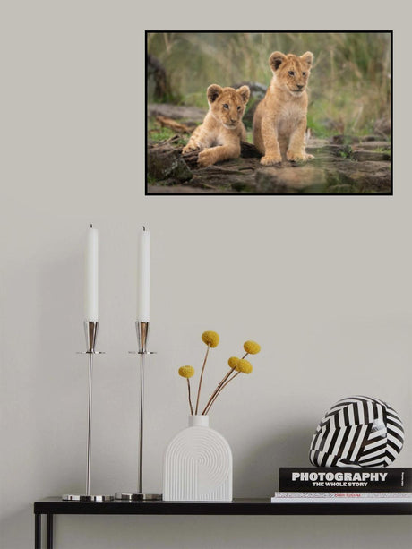 Little lion cubs Poster och Canvastavla