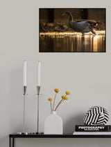 Golden Goose Poster och Canvastavla