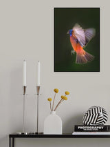 Painted Bunting Flying Poster och Canvastavla