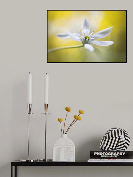 Ornithogalum Poster och Canvastavla