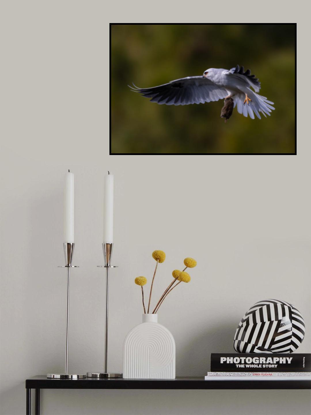 White tailed kite Poster och Canvastavla