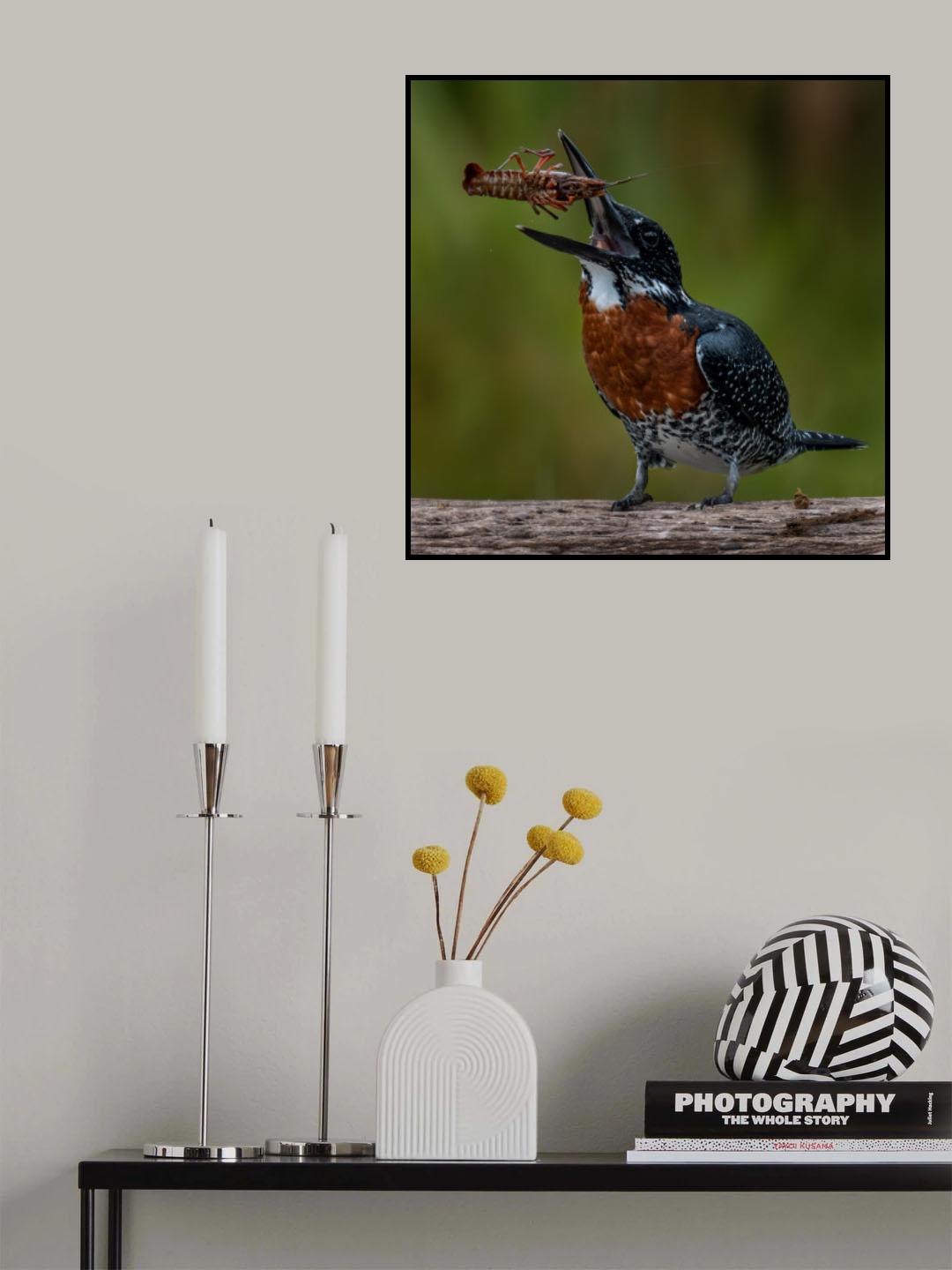 King fisher Poster och Canvastavla
