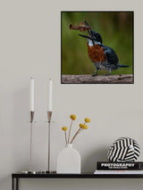 King fisher Poster och Canvastavla