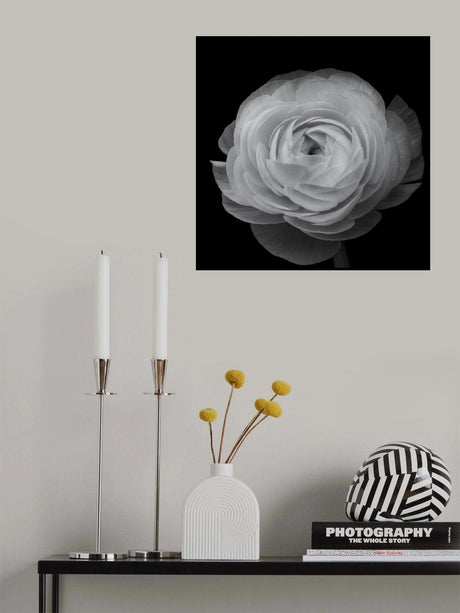 Ranunculus Poster och Canvastavla