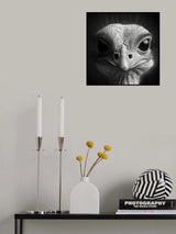 Ostrich 3 Poster och Canvastavla