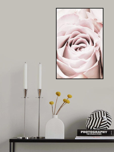 Pink Rose No 06 Poster och Canvastavla