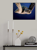 Encounter of the Turtle kind Poster och Canvastavla