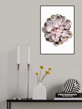 Succulent 01 Poster och Canvastavla