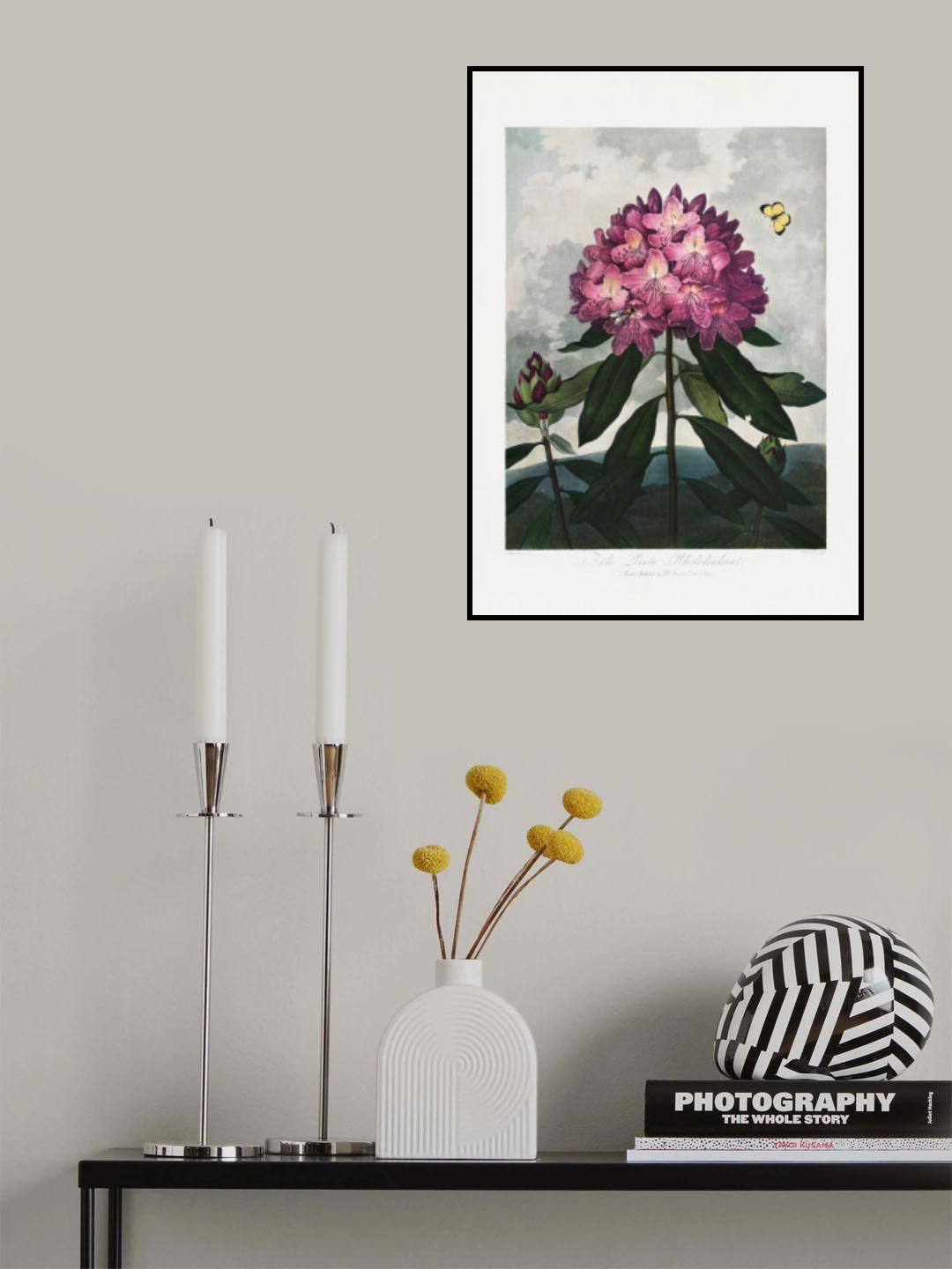 The Pontic Rhododendron from The Temple of Flora (1807) Poster och Canvastavla