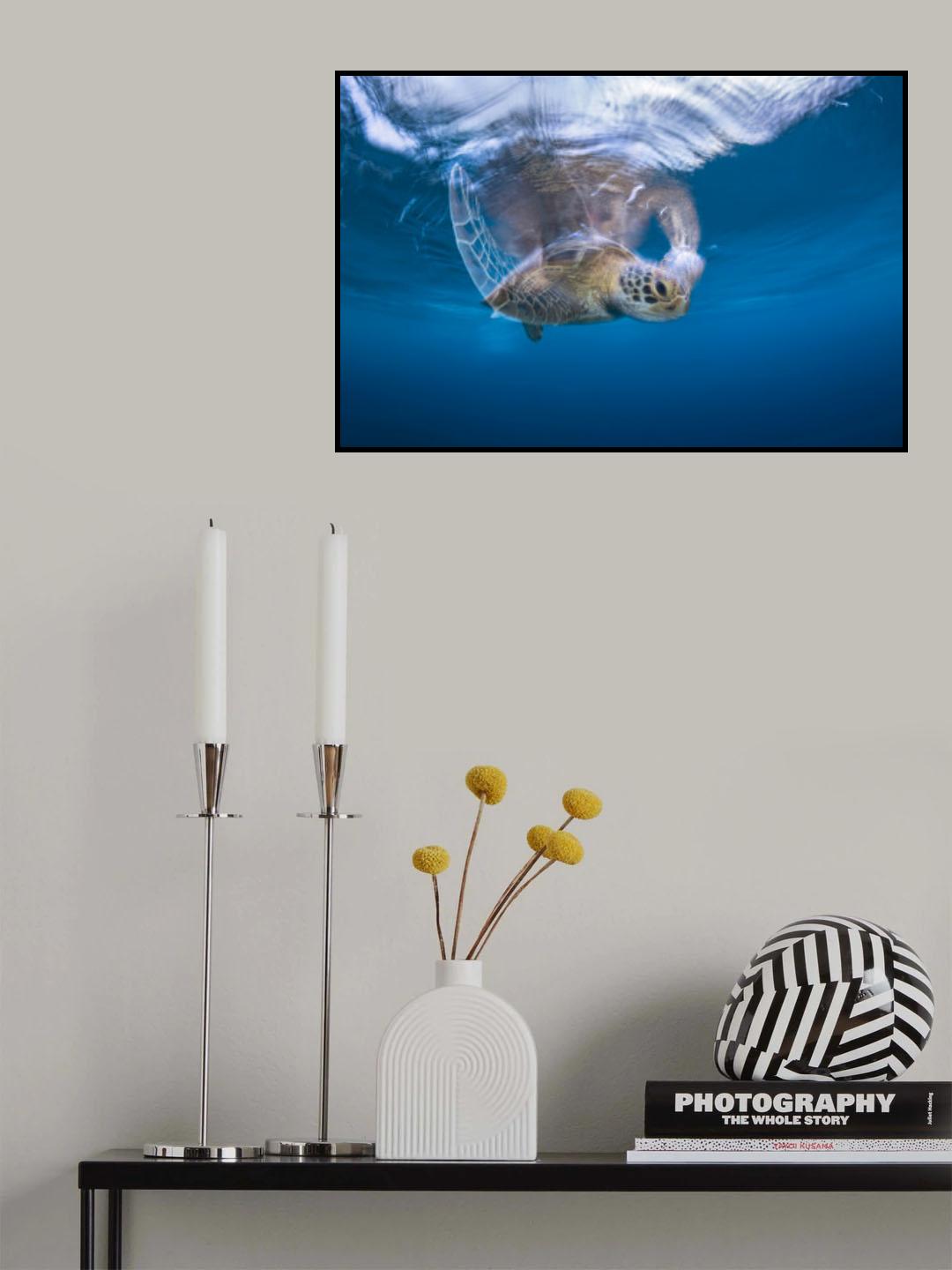 Swimming Green Turtle Poster och Canvastavla