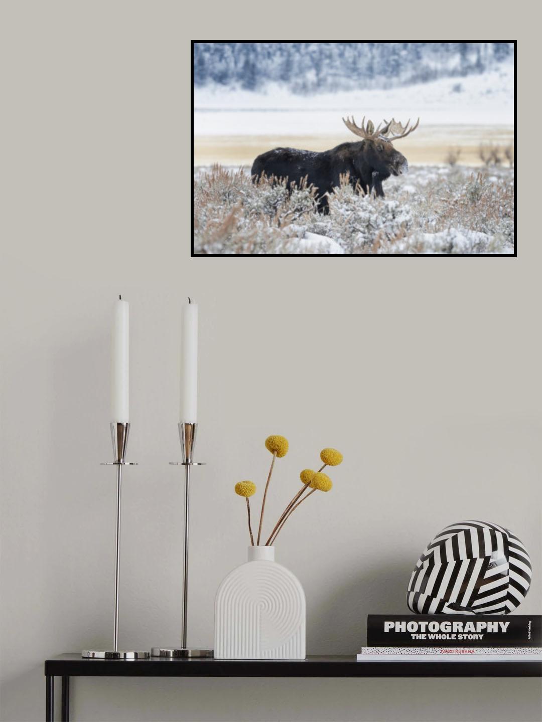 Moose Poster och Canvastavla