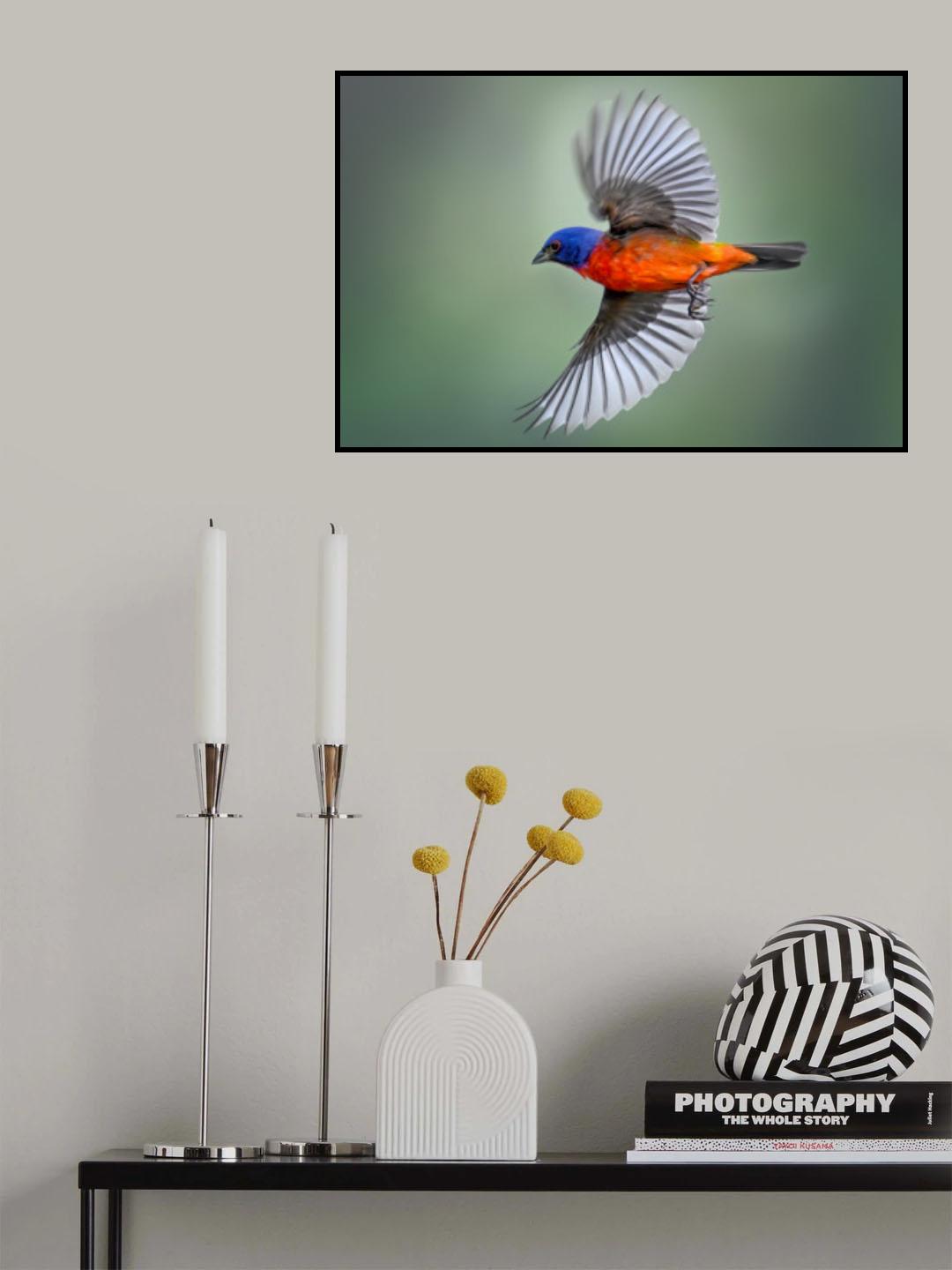 Painted Bunting in Flight Poster och Canvastavla