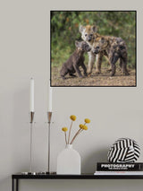 Baby Hyena Poster och Canvastavla