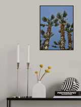 palm trees Poster och Canvastavla