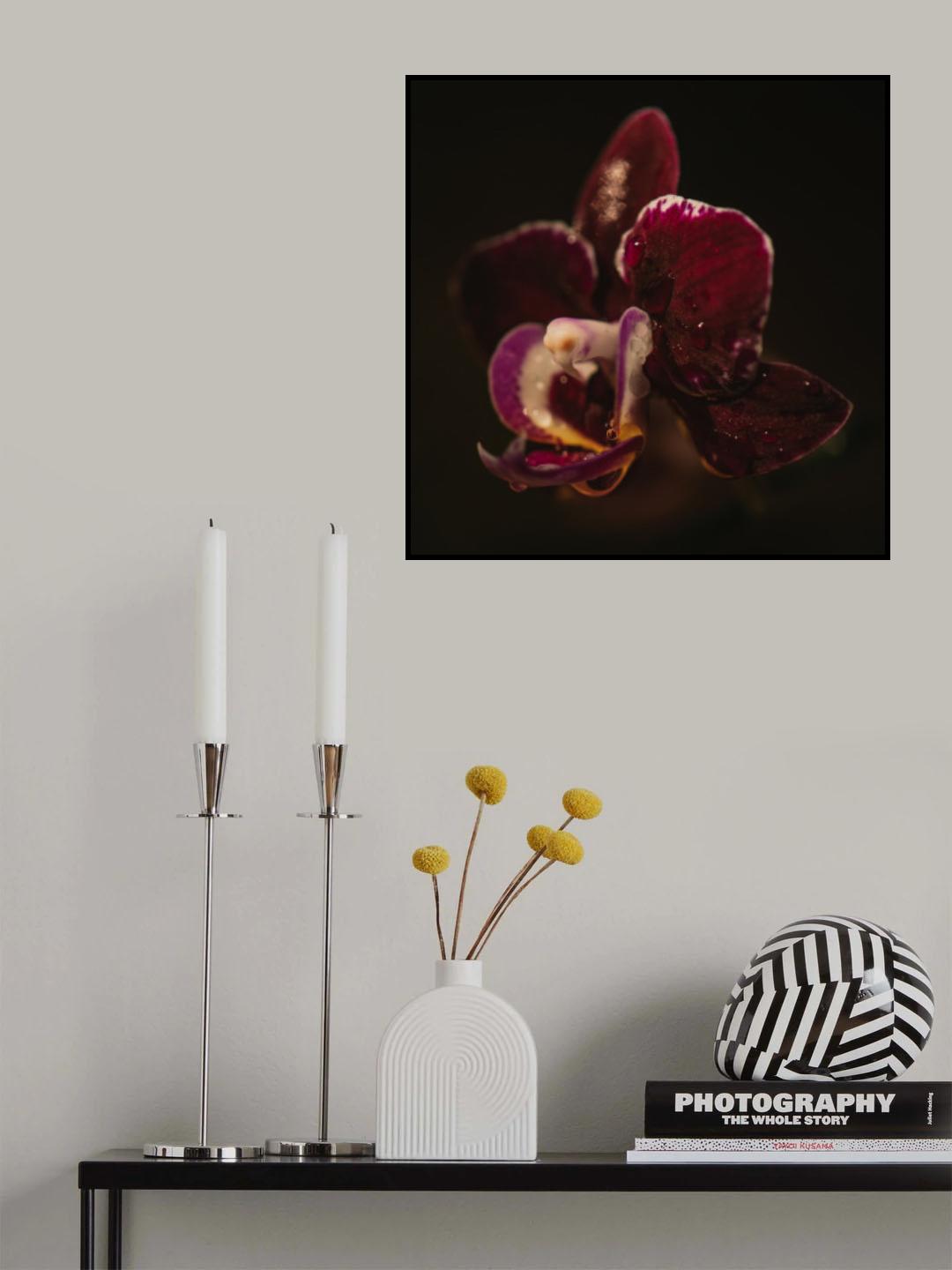 Botanical Series - Orchid &amp; Droplets Poster och Canvastavla