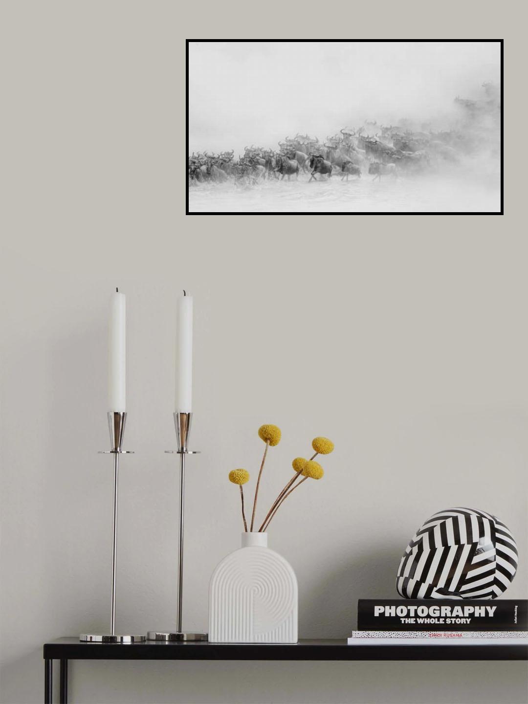Migration ( wildebeests crossing river) Poster och Canvastavla