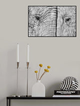 Two elephants Poster och Canvastavla