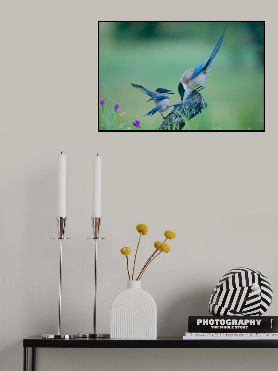Blue Magpie Poster och Canvastavla