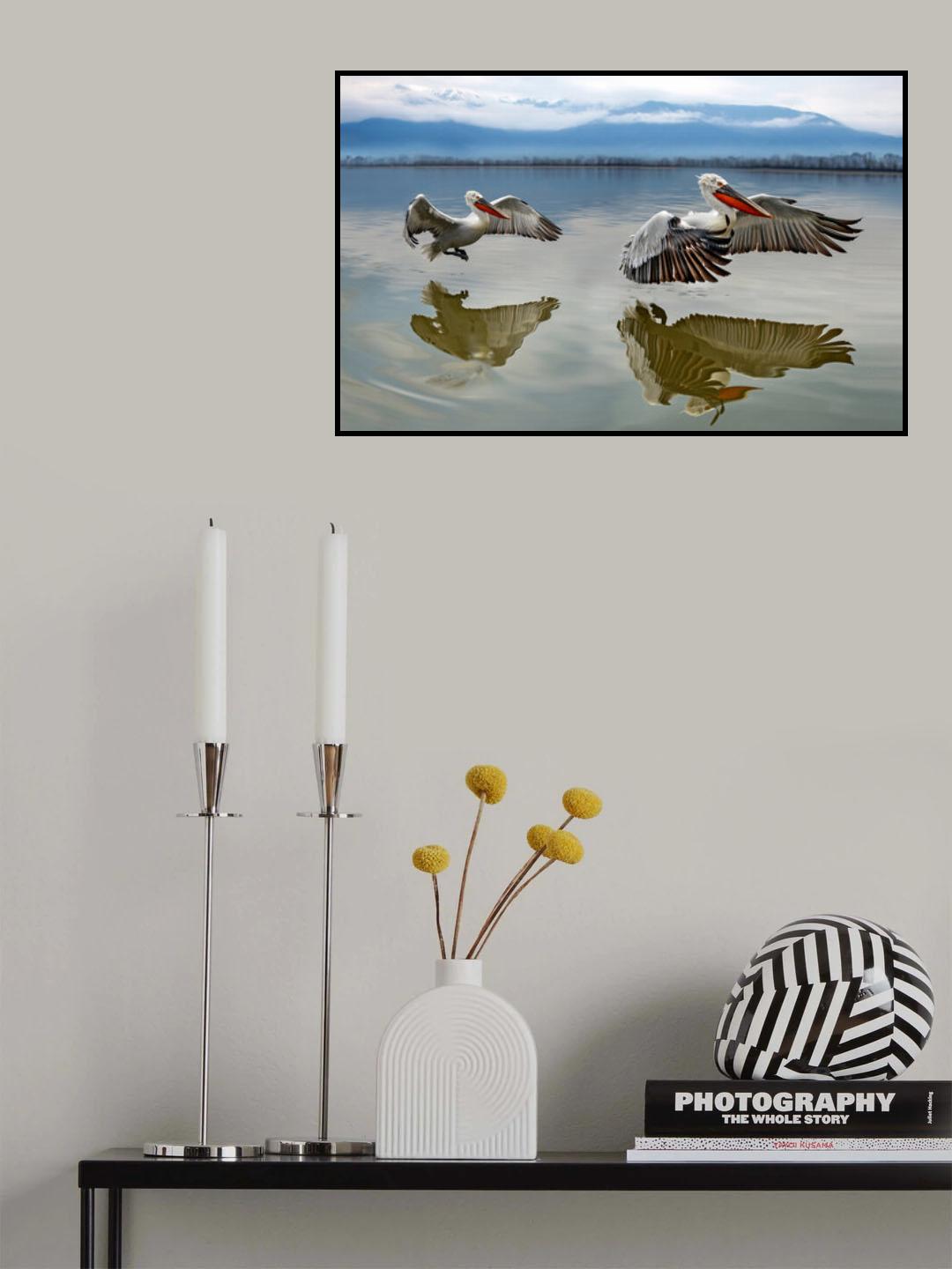 Pelicans flying Poster och Canvastavla