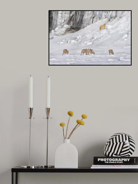 A Polar Bear Looking Down at Four Reindeer Poster och Canvastavla