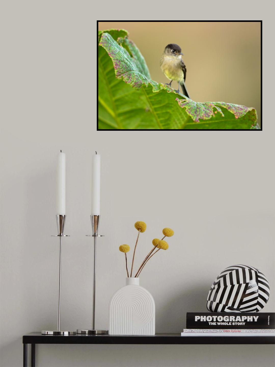 Black-capped flycatcher Poster och Canvastavla