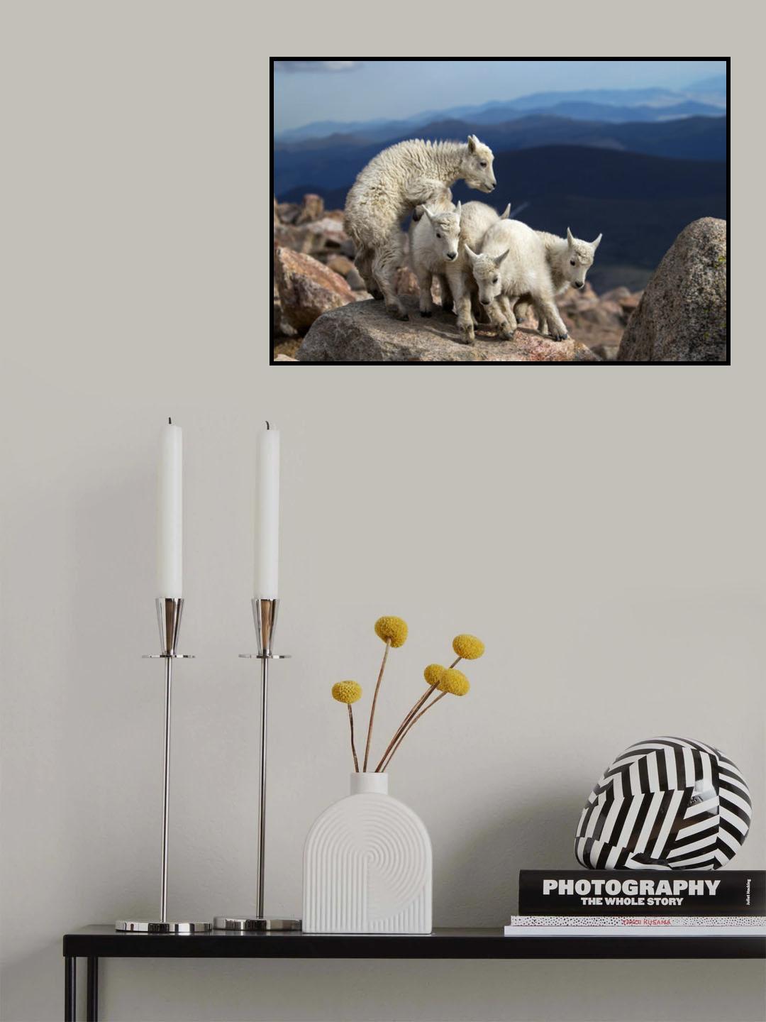 Baby Goats at play Poster och Canvastavla