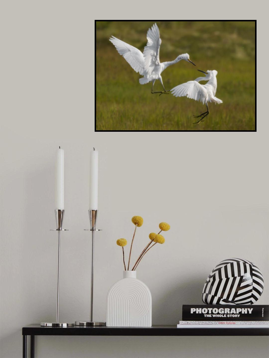 Snowy egrets Poster och Canvastavla