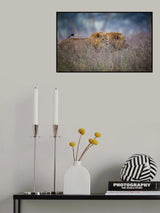 Lions coming through the heather Poster och Canvastavla