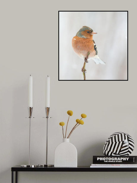 Common chaffinch in winter. Poster och Canvastavla