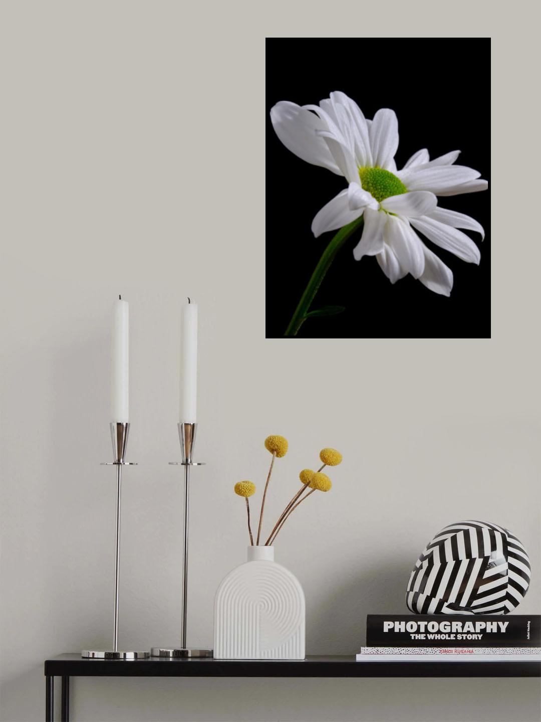 white daisy flower Poster och Canvastavla