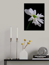 white daisy flower Poster och Canvastavla