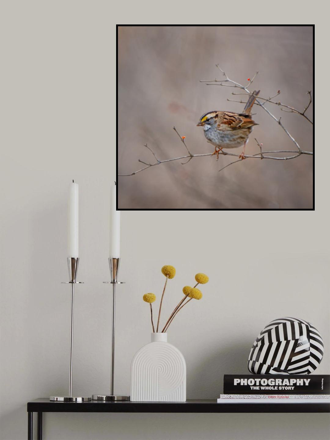 White throated sparrow Poster och Canvastavla