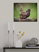 Painting with water Poster och Canvastavla