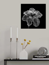 Parrot Tulip Poster och Canvastavla