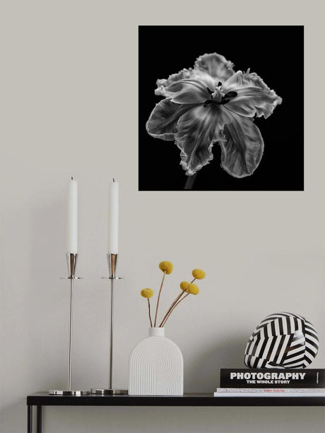Parrot Tulip Poster och Canvastavla