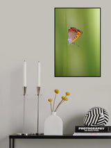 Butterfly Poster och Canvastavla