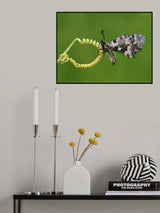 spring Poster och Canvastavla