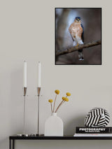 Sharp shinned hawk Poster och Canvastavla