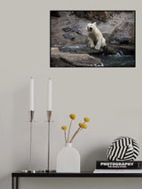 HER CUTENESS, the little water lover Poster och Canvastavla