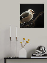 Silk tail Poster och Canvastavla