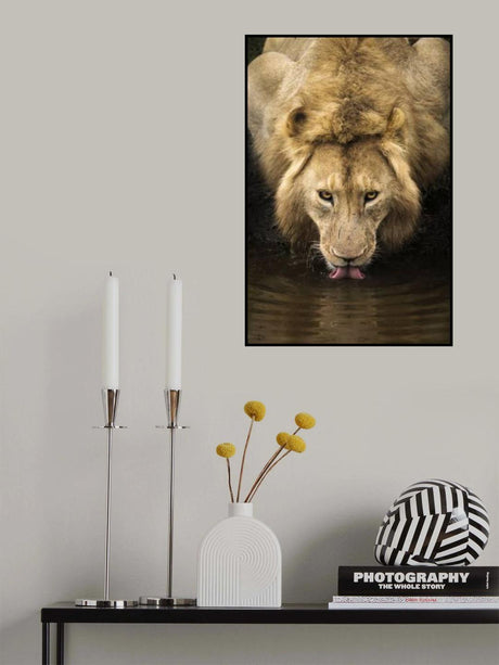 The Lion Poster och Canvastavla