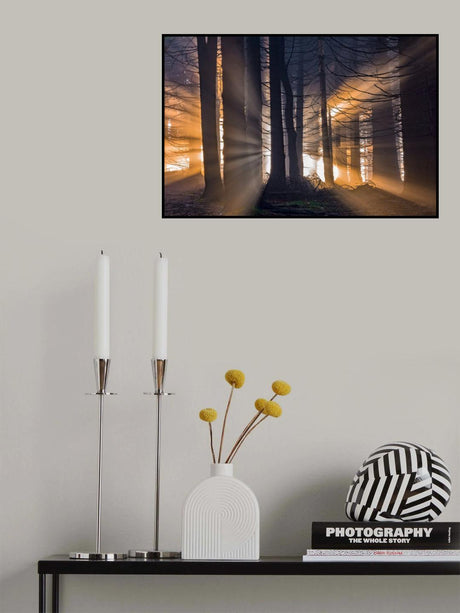 Forest Poster och Canvastavla