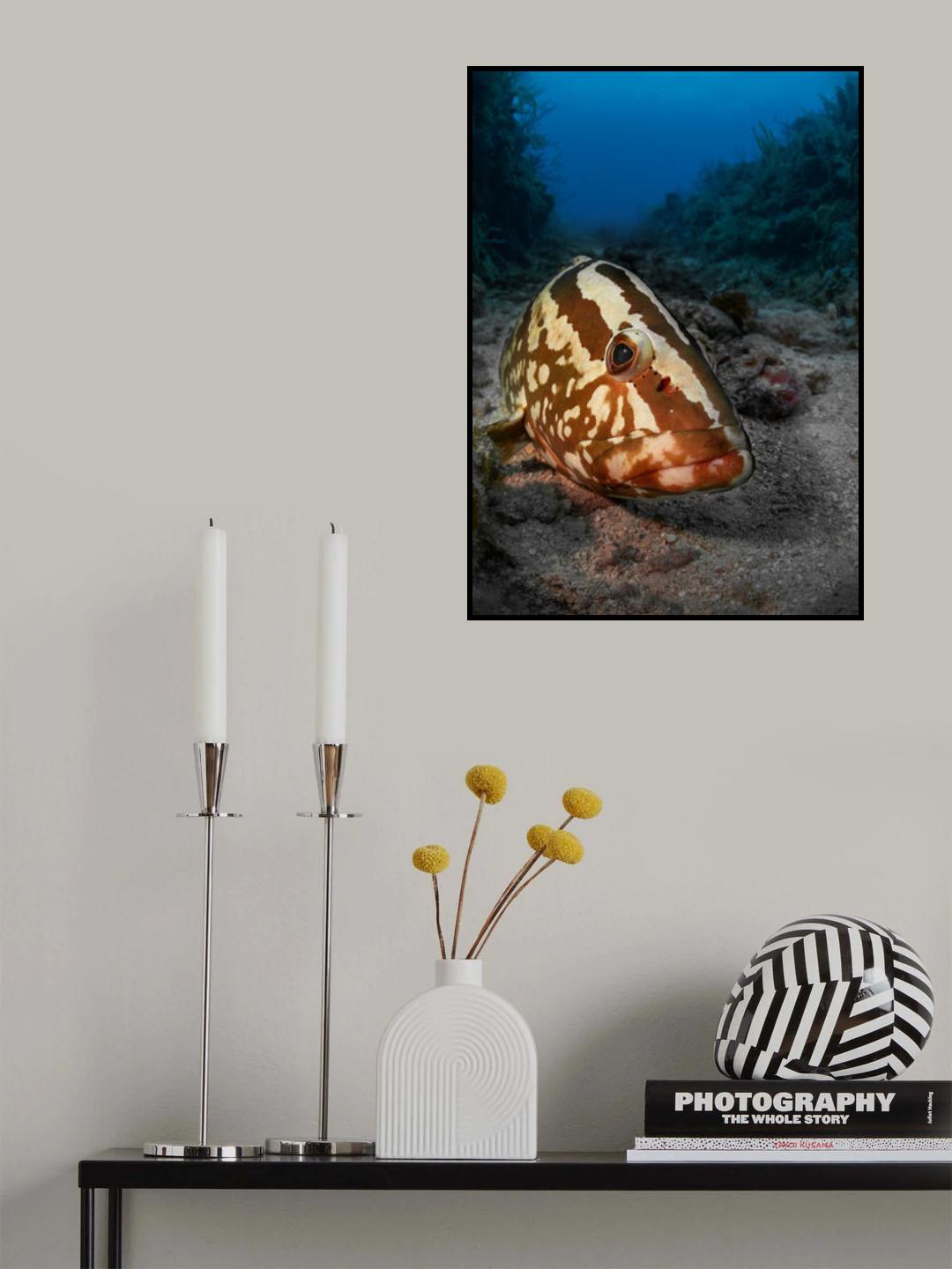 Sleeping grouper Poster och Canvastavla