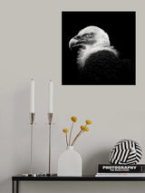 Eurasian Griffon #7 Poster och Canvastavla