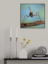 Long legs Poster och Canvastavla