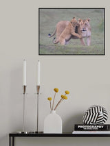 Mother and cub Poster och Canvastavla