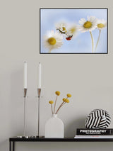 Ladybird and daisies Poster och Canvastavla