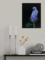 閉月羞花 Poster och Canvastavla